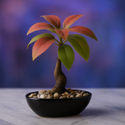 Elegant Miniature Bonsai Tree in Black Ceramic Pot